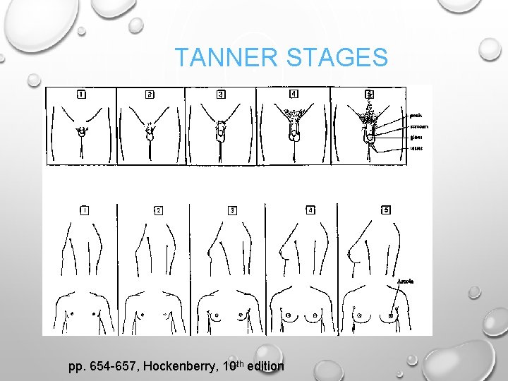 TANNER STAGES pp. 654 -657, Hockenberry, 10 th edition 