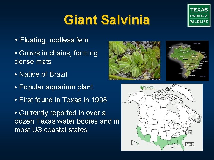 Giant Salvinia • Floating, rootless fern • Grows in chains, forming dense mats •
