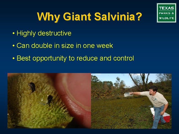 Why Giant Salvinia? • Highly destructive • Can double in size in one week