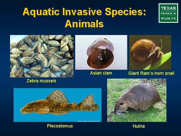 Aquatic Invasive Species: Animals Asian clam Giant Ram’s-horn snail Zebra mussels Plecostomus Nutria 