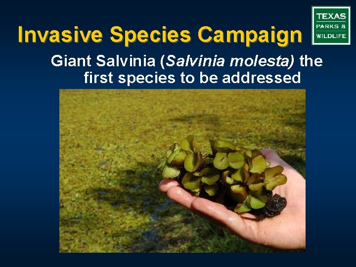 Invasive Species Campaign Giant Salvinia (Salvinia molesta) the first species to be addressed 