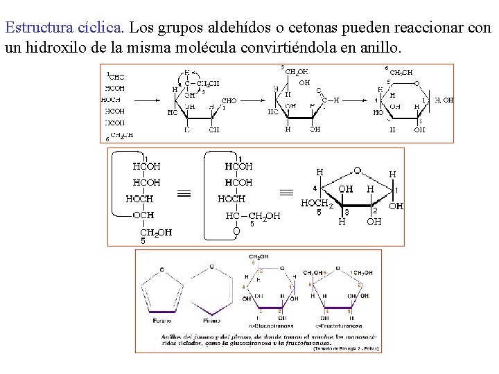 Estructura cíclica. Los grupos aldehídos o cetonas pueden reaccionar con un hidroxilo de la