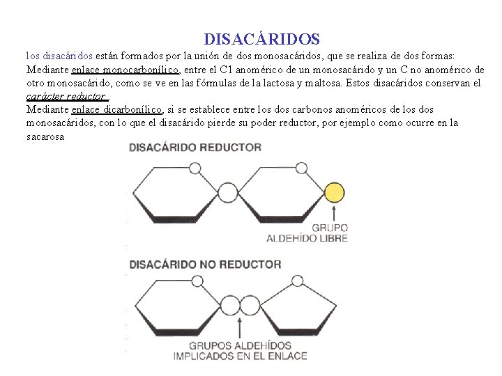 DISACÁRIDOS los disacáridos están formados por la unión de dos monosacáridos, que se realiza