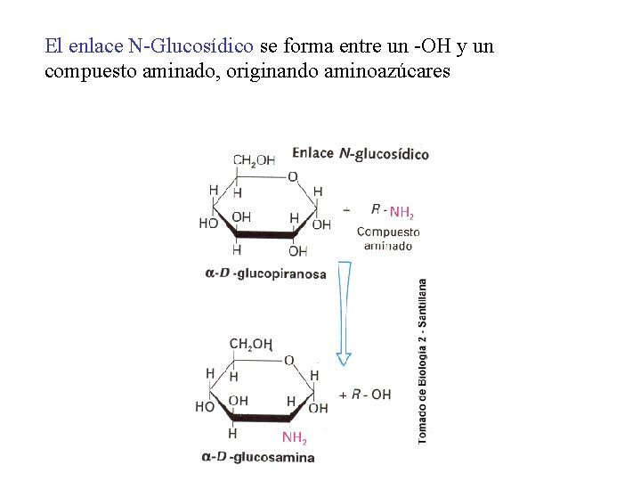 El enlace N-Glucosídico se forma entre un -OH y un compuesto aminado, originando aminoazúcares