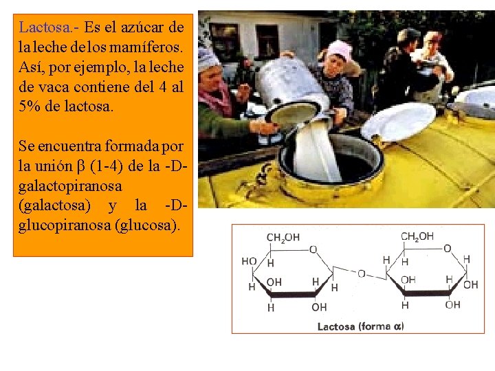 Lactosa. - Es el azúcar de la leche de los mamíferos. Así, por ejemplo,