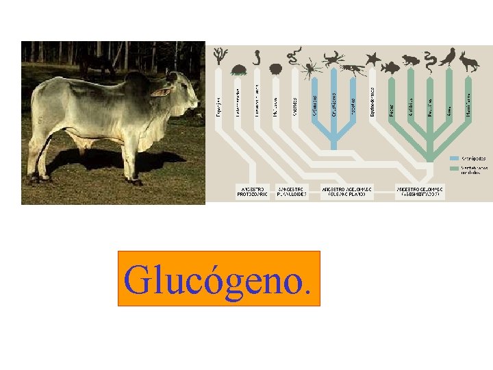 Glucógeno. 