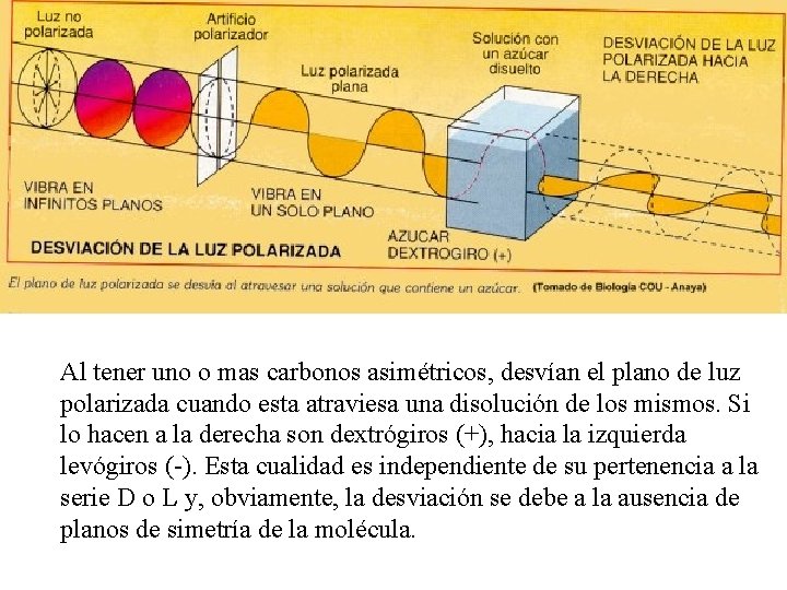 Al tener uno o mas carbonos asimétricos, desvían el plano de luz polarizada cuando