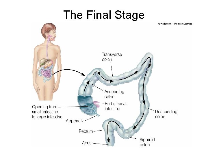 The Final Stage The Final Stage