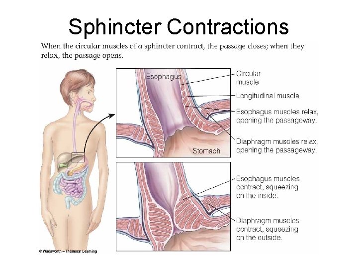 Sphincter Contractions Sphincter Contractions