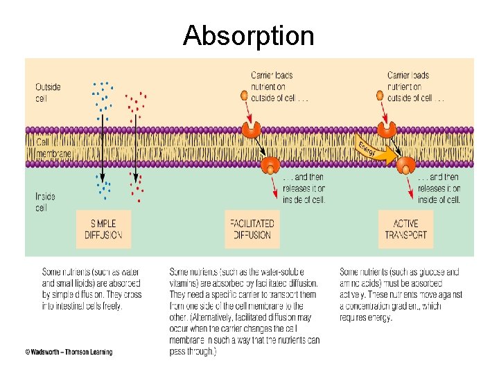 Absorption Absorption