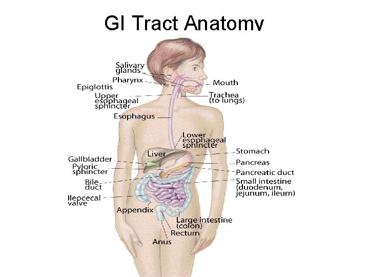 GI Tract Anatomy GI Tract Anatomy