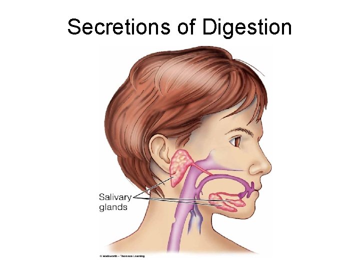 Secretions of Digestion Secretions of Digestion