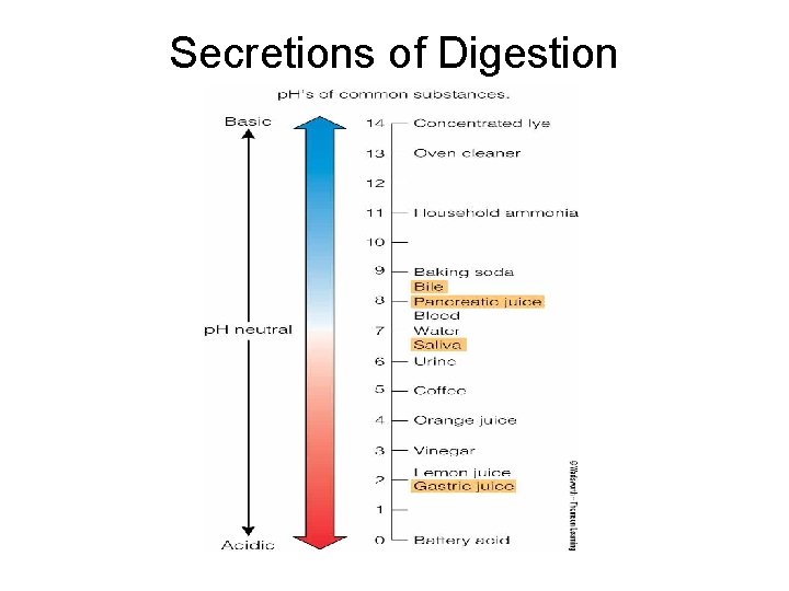 Secretions of Digestion Secretions of Digestion
