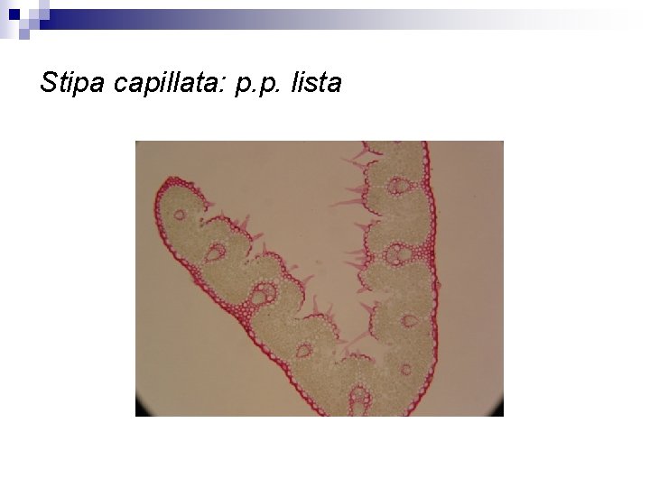 Stipa capillata: p. p. lista 