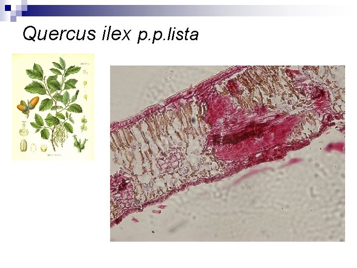Quercus ilex p. p. lista 