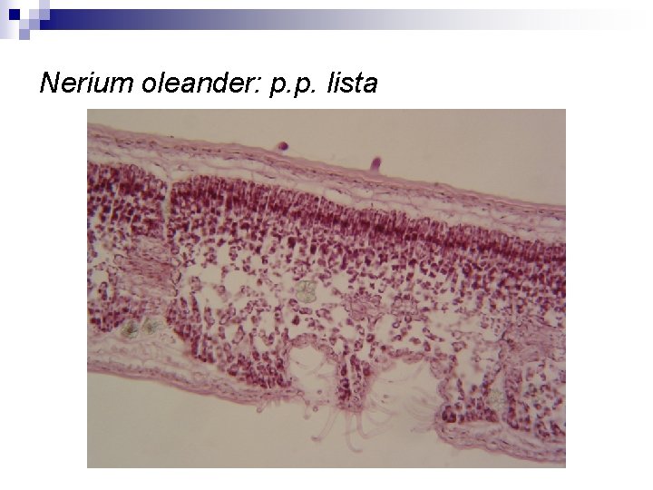 Nerium oleander: p. p. lista 