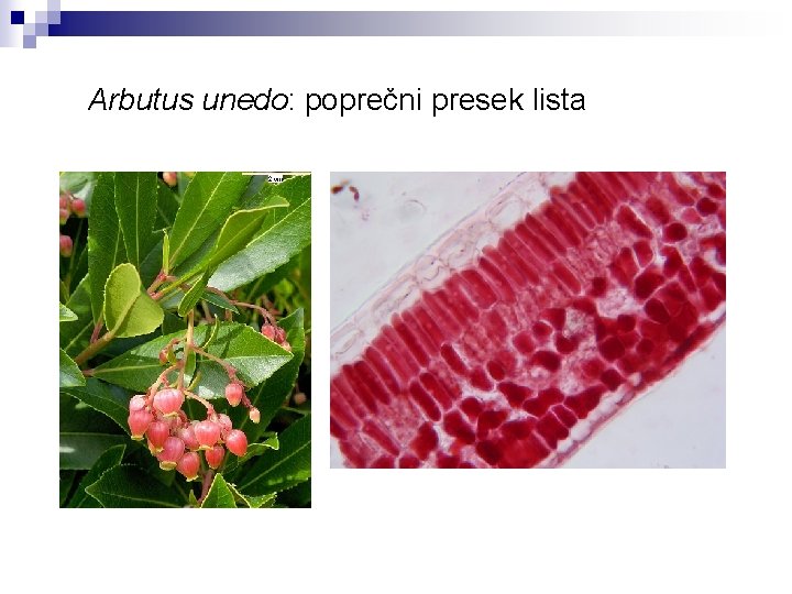 Arbutus unedo: poprečni presek lista 