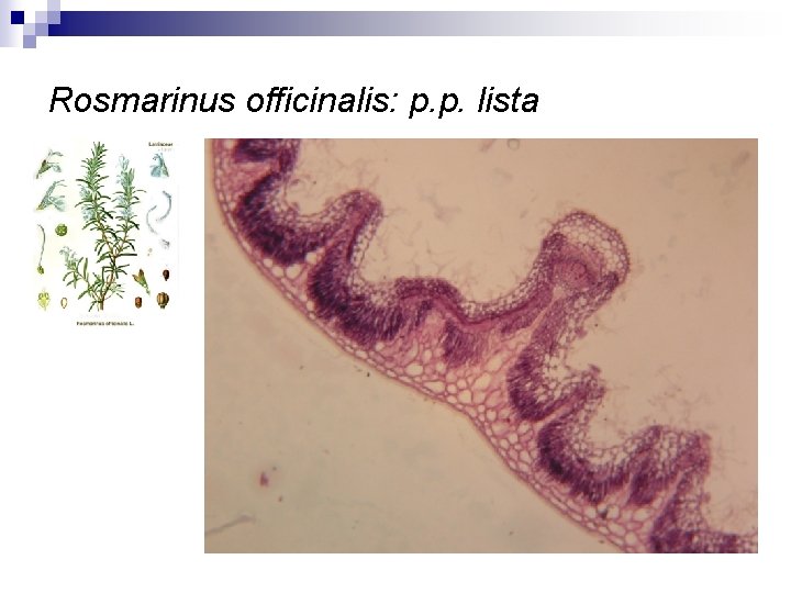 Rosmarinus officinalis: p. p. lista 