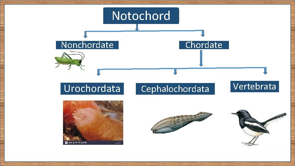 Notochord Nonchordate Urochordata Chordate Cephalochordata Vertebrata 