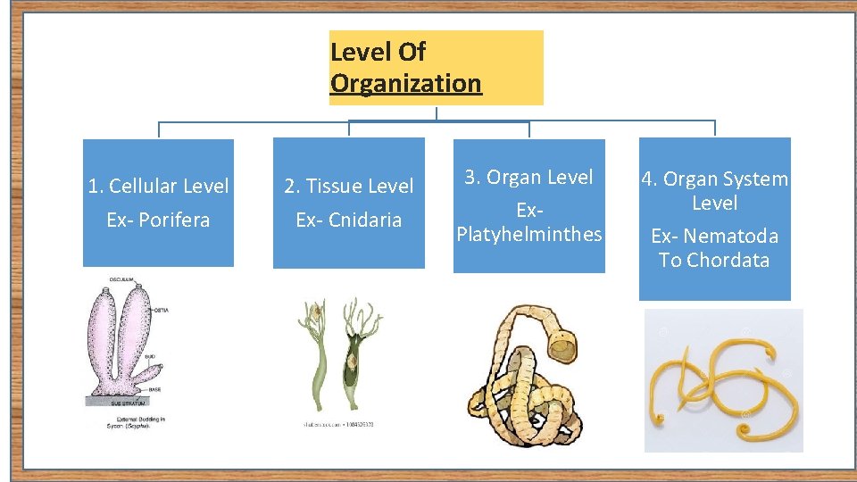 Level Of Organization 1. Cellular Level Ex- Porifera 2. Tissue Level Ex- Cnidaria 3.