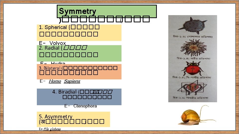 Symmetry )����� ( 1. Spherical (����� ) E- Volvox 2. Radial (����� ) E-