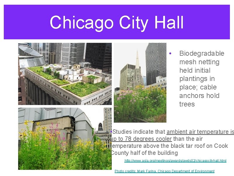 Chicago City Hall • Biodegradable mesh netting held initial plantings in place; cable anchors