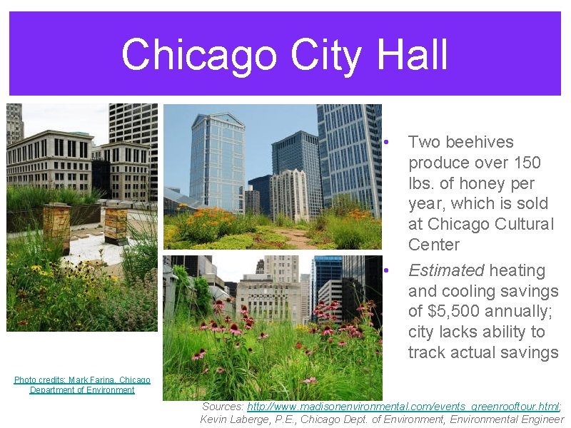Chicago City Hall • • Two beehives produce over 150 lbs. of honey per