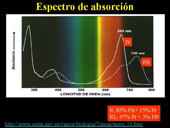 Espectro de absorción Pr Pfr R: 85% Pfr+ 15% Pr RL: 97% Pr +