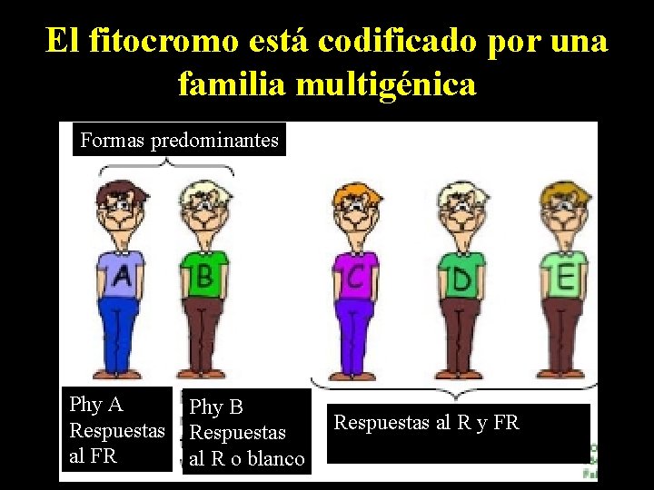 El fitocromo está codificado por una familia multigénica Formas predominantes Phy A Respuestas al