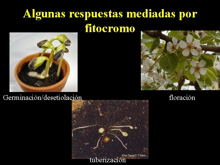 Algunas respuestas mediadas por fitocromo Germinación/desetiolación floración tuberización 17 