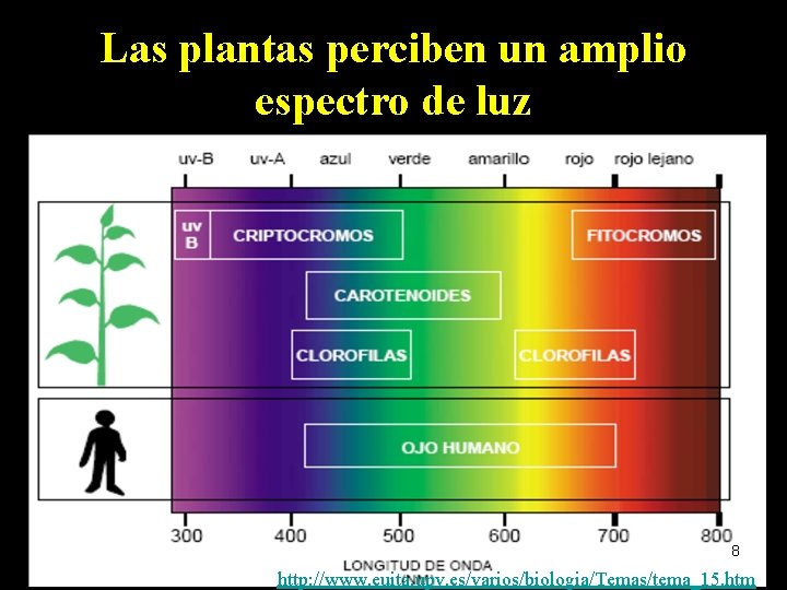 Las plantas perciben un amplio espectro de luz 8 http: //www. euita. upv. es/varios/biologia/Temas/tema_15.