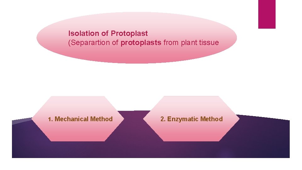 Isolation of Protoplast (Separartion of protoplasts from plant tissue 1. Mechanical Method 2. Enzymatic