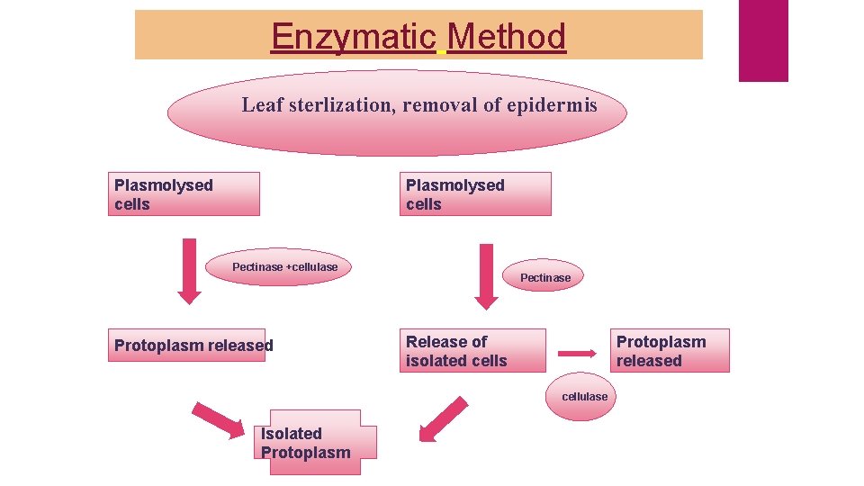 Enzymatic Method Leaf sterlization, removal of epidermis Plasmolysed cells Pectinase +cellulase Protoplasm released Pectinase