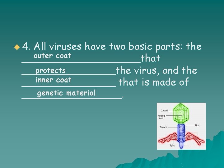 u 4. All viruses have two basic parts: the outer coat __________that protects ________the