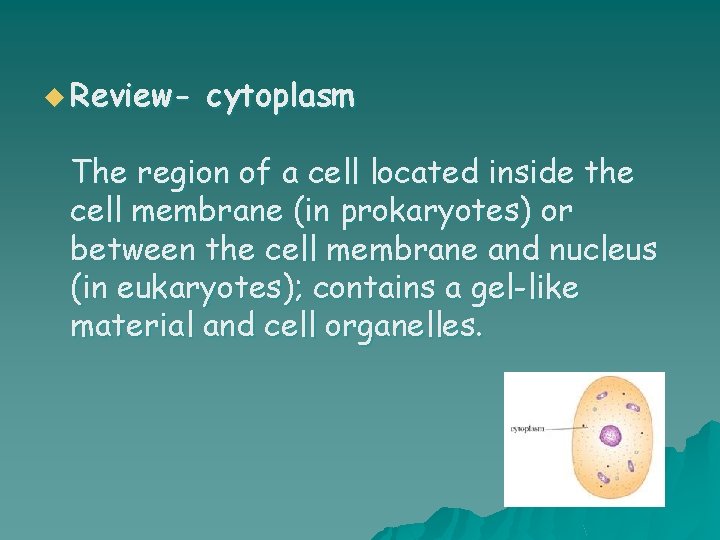 u Review- cytoplasm The region of a cell located inside the cell membrane (in