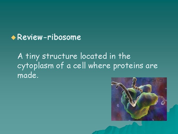 u Review-ribosome A tiny structure located in the cytoplasm of a cell where proteins