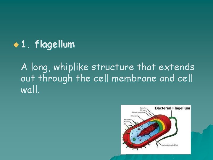 u 1. flagellum A long, whiplike structure that extends out through the cell membrane