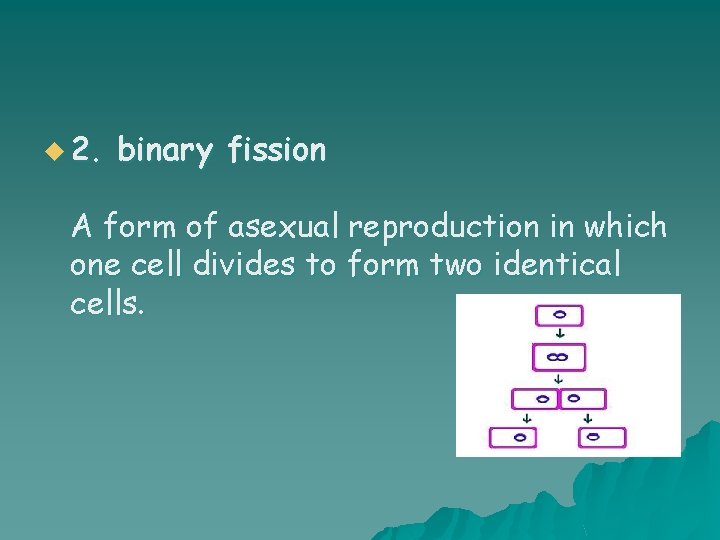 u 2. binary fission A form of asexual reproduction in which one cell divides