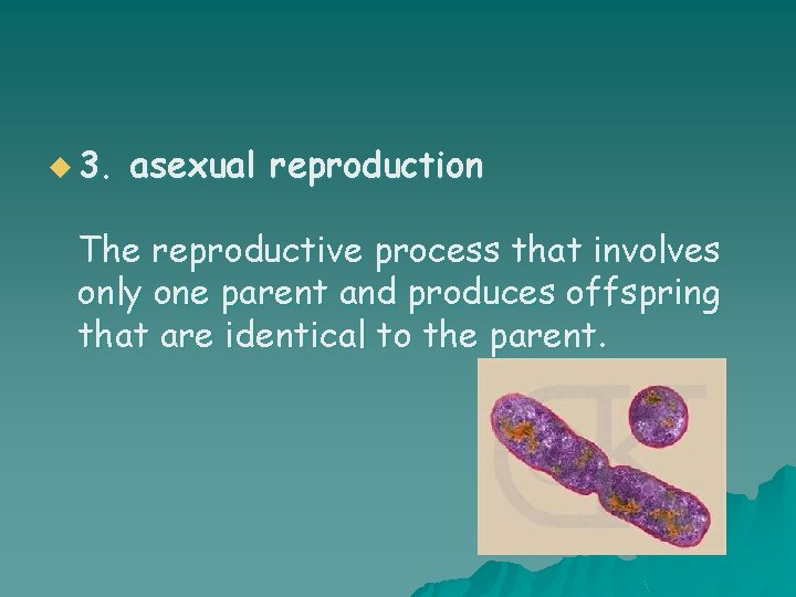 u 3. asexual reproduction The reproductive process that involves only one parent and produces