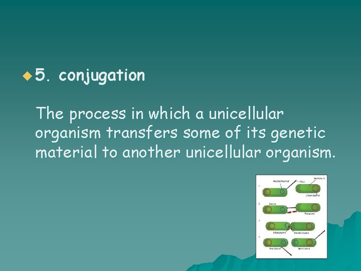 u 5. conjugation The process in which a unicellular organism transfers some of its