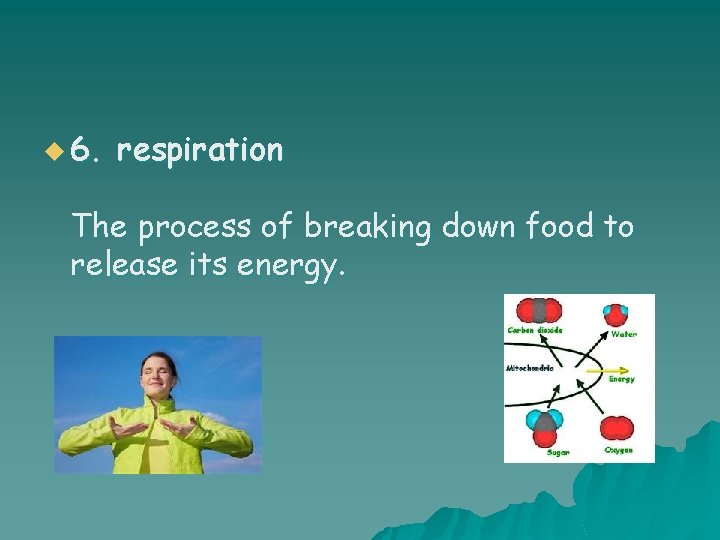 u 6. respiration The process of breaking down food to release its energy. 