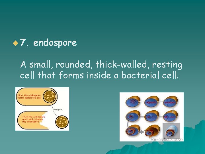u 7. endospore A small, rounded, thick-walled, resting cell that forms inside a bacterial