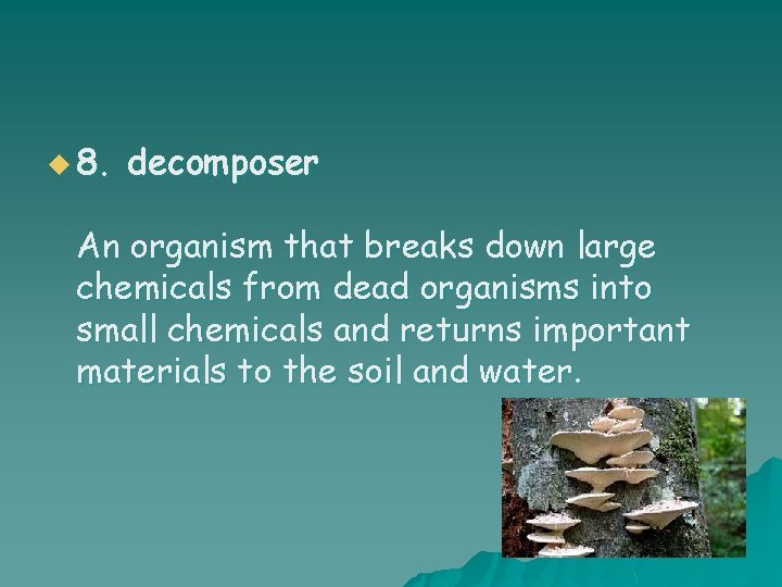 u 8. decomposer An organism that breaks down large chemicals from dead organisms into