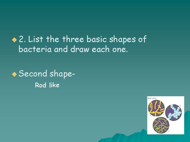 u 2. List the three basic shapes of bacteria and draw each one. u