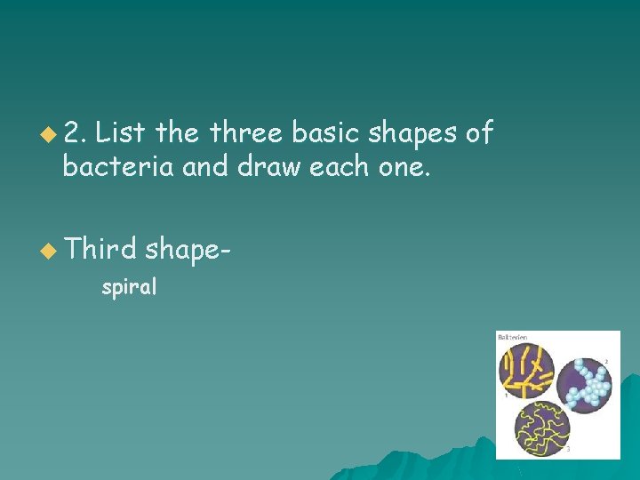 u 2. List the three basic shapes of bacteria and draw each one. u