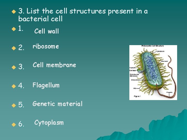 3. List the cell structures present in a bacterial cell u 1. Cell wall
