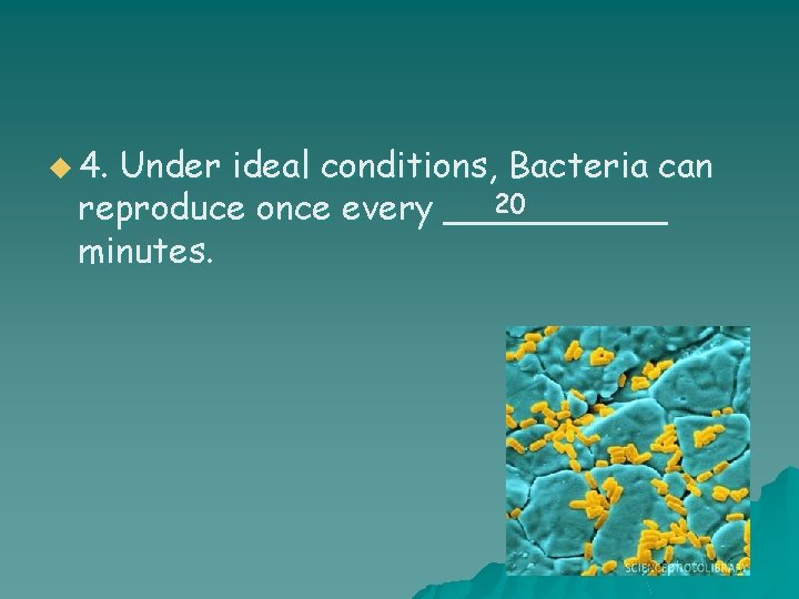 u 4. Under ideal conditions, Bacteria can 20 reproduce once every _____ minutes. 