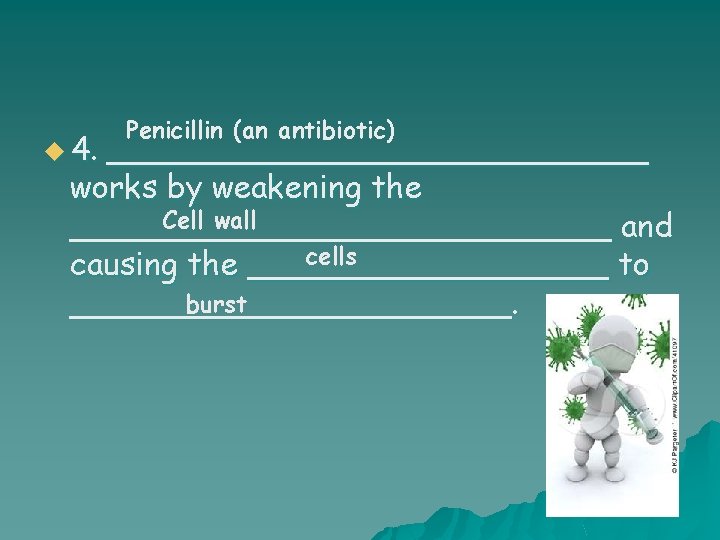 u 4. Penicillin (an antibiotic) ______________ works by weakening the Cell wall ______________ and