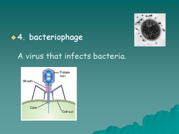 u 4. bacteriophage A virus that infects bacteria. 