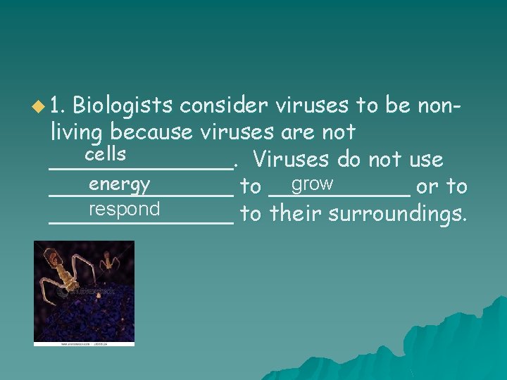 u 1. Biologists consider viruses to be nonliving because viruses are not cells _______.